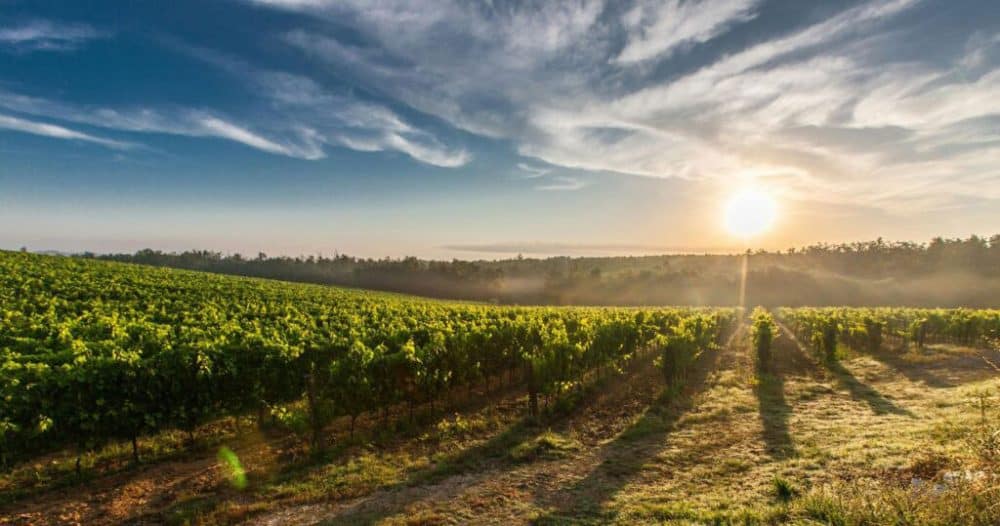 AgriSA celebrates three decades’ growth in SA agriculture