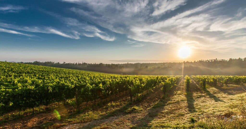 AgriSA celebrates three decades’ growth in SA agriculture