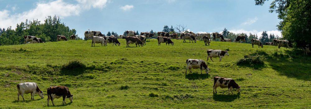 20260324 AgriSA calls for unified response after court outcome