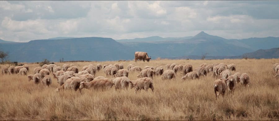 National Wool Growers’ Association (NWGA): 3 June 2026
