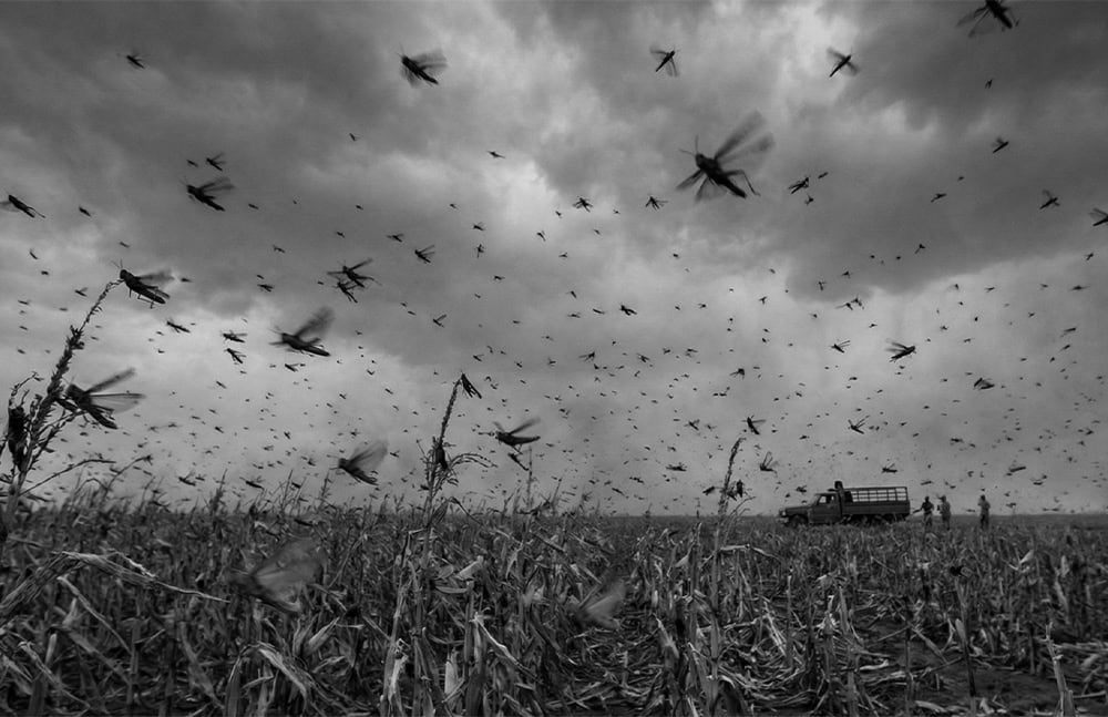 Swarm of locusts